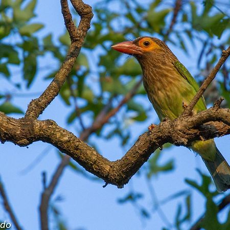 Hotel Tamarind Tree Тиссамахарама Экстерьер фото