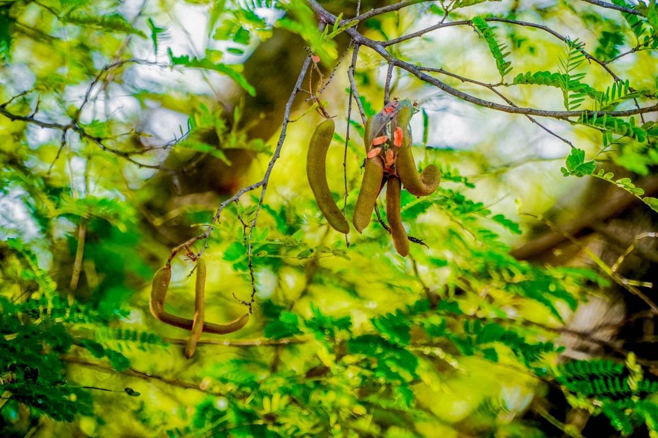 Hotel Tamarind Tree Тиссамахарама Экстерьер фото