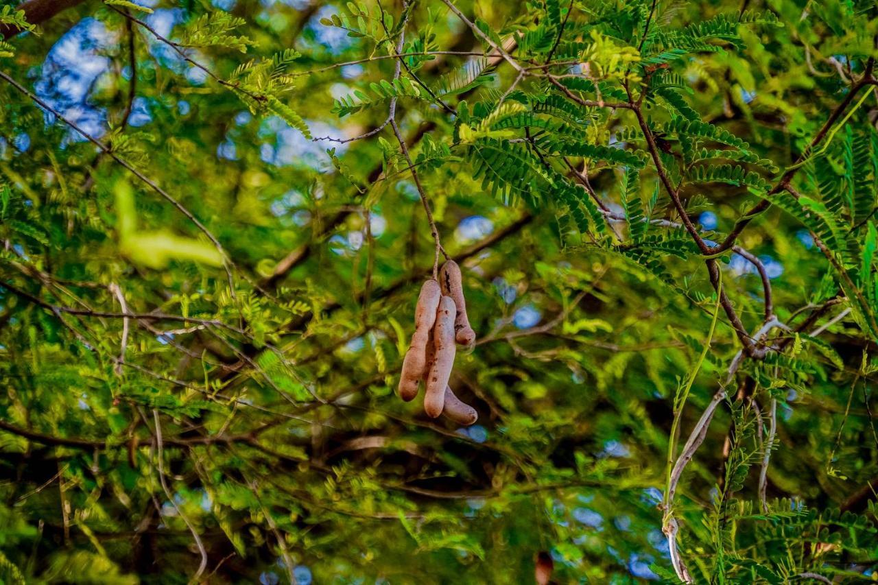 Hotel Tamarind Tree Тиссамахарама Экстерьер фото